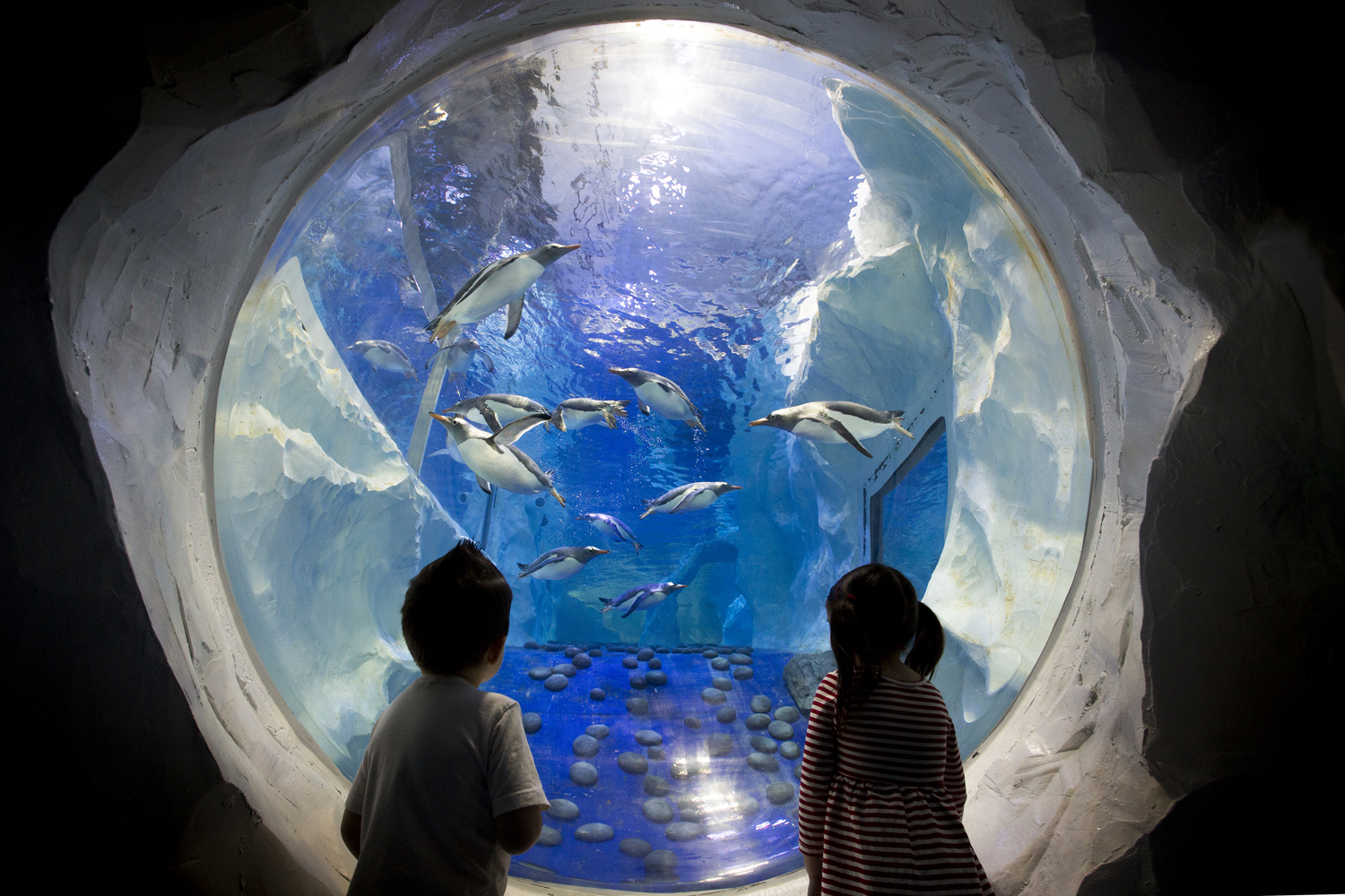 The National SEA LIFE Centre Birmingham Gentoo Penguins