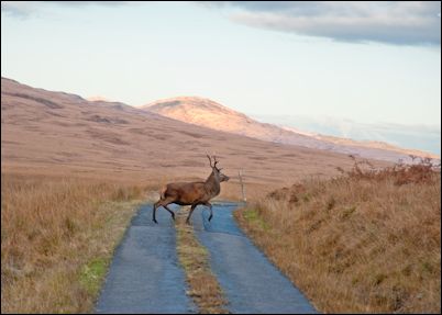 jura deer